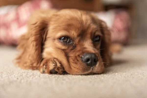 Yakuttan izole edilmiş tek bir Cavalier King Charles Spaniel köpeğinin yakın plan profil çekimi..
