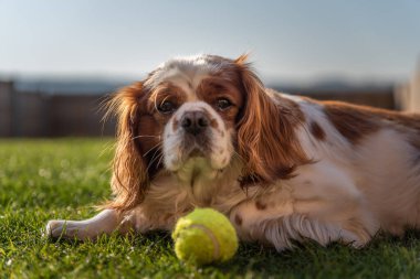 İzole edilmiş tek bir Blenheim Cavalier King Charles Spaniel 'in yakından profil çekimi..