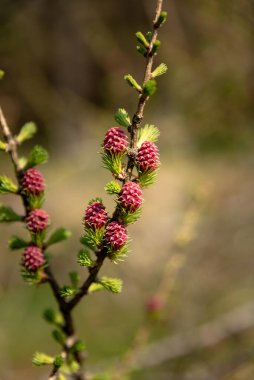 Genç köknar ağacı çam koni doğal ormanlık ortamda izole vuruyor.