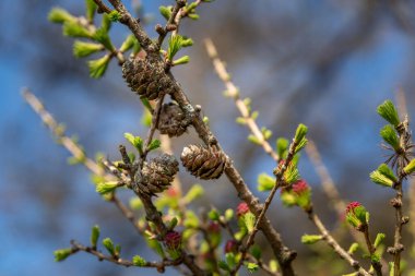 Genç köknar ağacı çam koni doğal ormanlık ortamda izole vuruyor.