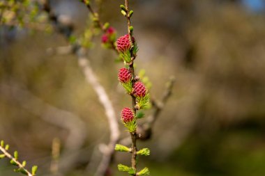 Genç köknar ağacı çam koni doğal ormanlık ortamda izole vuruyor.