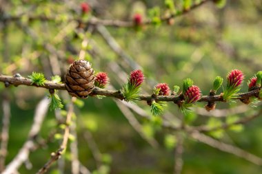 Genç köknar ağacı çam koni doğal ormanlık ortamda izole vuruyor.