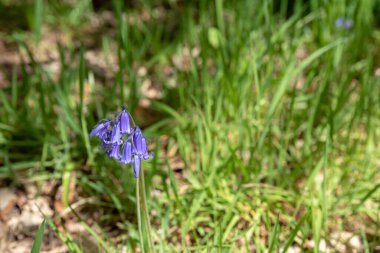 Işıl ışıl parlayan mor mavi çan çiçekleri, sığ bir alan derinliği kullanarak, doğal yeşil ormanlık arka plan karşı.