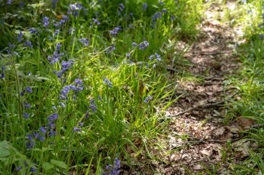 Işıl ışıl parlayan mor mavi çan çiçekleri, sığ bir alan derinliği kullanarak, doğal yeşil ormanlık arka plan karşı.