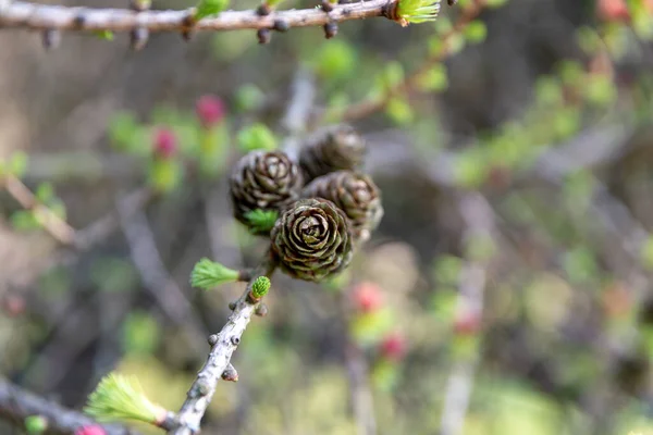 Naalddennenappels Een Natuurlijke Landelijke Bosrijke Omgeving — Stockfoto