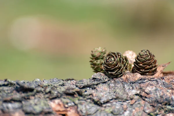 Conifer Pine Cones Natural Rural Outdoor Woodland Environment — Stock Photo, Image