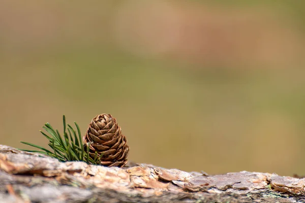Solitary Isolated Conifer Pine Cone Natural Woodland Environment — Stock Photo, Image