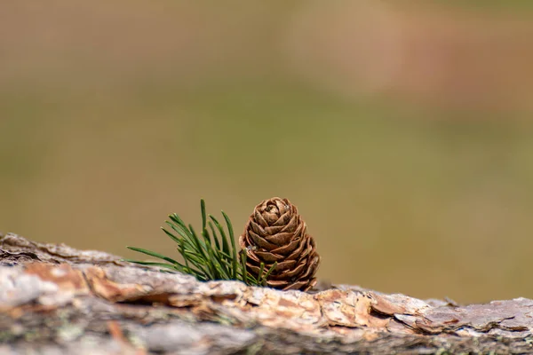 Una Pigna Solitaria Isolata Conifere Ambiente Boschivo Naturale — Foto Stock