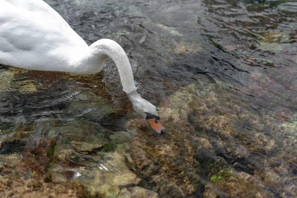 Een Enkele Geïsoleerde Witte Zwaan Zwemt Rivier Lathkill Lathkill Dale — Stockfoto