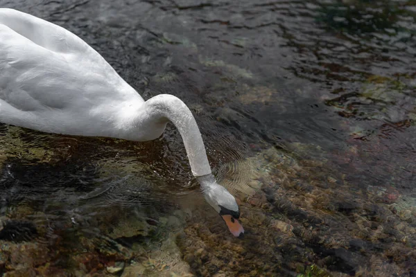 Een Enkele Geïsoleerde Witte Zwaan Zwemt Rivier Lathkill Lathkill Dale — Stockfoto