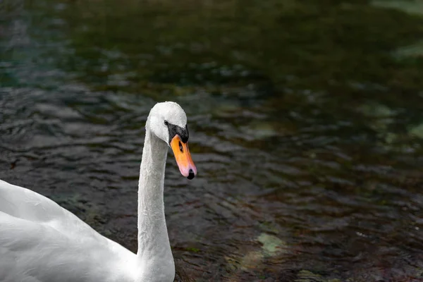 Een Enkele Geïsoleerde Witte Zwaan Zwemt Rivier Lathkill Lathkill Dale — Stockfoto