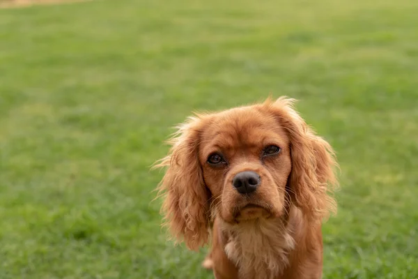 Eine Nahaufnahme Von Einem Einzelnen Isolierten Rubin Cavalier King Charles — Stockfoto