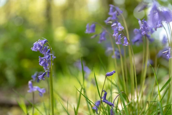 Flores Color Púrpura Con Luz Solar Sobre Fondo Bosque Verde —  Fotos de Stock
