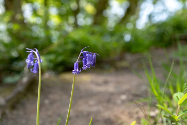 Flores Color Púrpura Con Luz Solar Sobre Fondo Bosque Verde —  Fotos de Stock