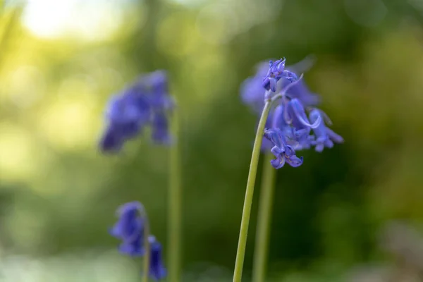 Flores Color Púrpura Con Luz Solar Sobre Fondo Bosque Verde — Foto de Stock