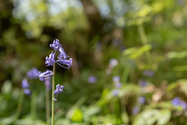 Flores Color Púrpura Con Luz Solar Sobre Fondo Bosque Verde — Foto de Stock