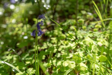 Işıl ışıl parlayan mor mavi çan çiçekleri, sığ bir alan derinliği kullanarak, doğal yeşil ormanlık arka plan karşı.