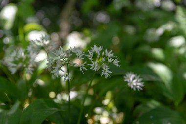 Allium ursinum, beyaz sarımsak çiçekleri, sığ bir alan derinliği kullanarak, doğal yeşil bir ormanlık alana karşı..