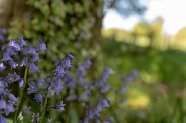 Işıl ışıl parlayan mor mavi çan çiçekleri, sığ bir alan derinliği kullanarak, doğal yeşil ormanlık arka plan karşı.