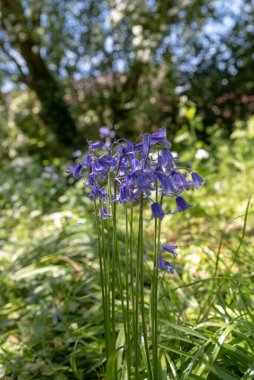 Işıl ışıl parlayan mor mavi çan çiçekleri, sığ bir alan derinliği kullanarak, doğal yeşil ormanlık arka plan karşı.
