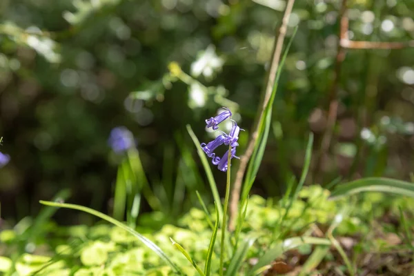Fleurs Violettes Cloche Bleue Éclairées Par Soleil Sur Fond Naturel — Photo
