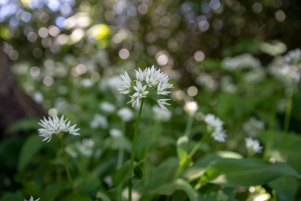 Allium Ursinum Flori Usturoi Sălbatic Alb Luminat Soare Fundal Natural — Fotografie, imagine de stoc