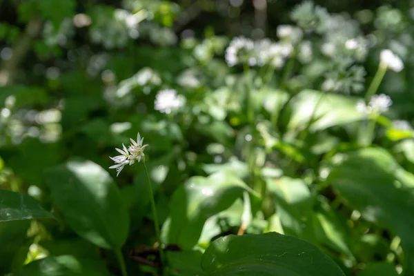 Allium Ursinum Flori Usturoi Sălbatic Alb Luminat Soare Fundal Natural — Fotografie, imagine de stoc