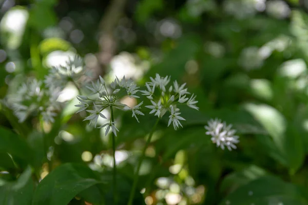 Allium Ursinum Sluncem Ozářený Bílý Divoký Česnek Květy Přírodním Zeleném — Stock fotografie