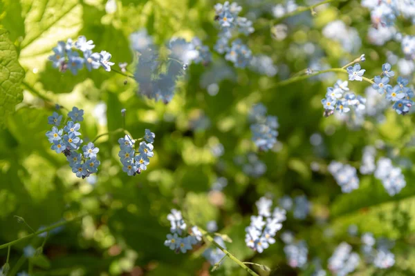 들판을 사용하여 자연적 배경에 감도는 꽃들을 — 스톡 사진