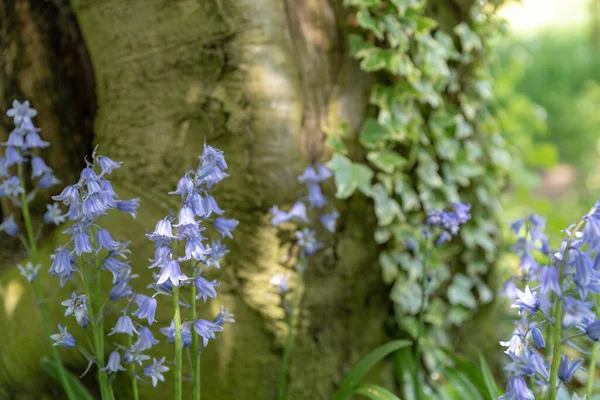 Brightly Colored Sunlit Purple Bluebell Flowers Natural Green Woodland Background — Stock Photo, Image
