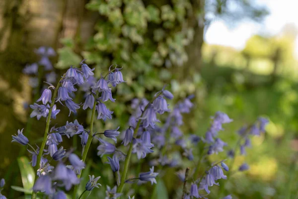 Helder Gekleurde Zonneverlichte Paarse Bluebell Bloemen Tegen Een Natuurlijke Groene — Stockfoto