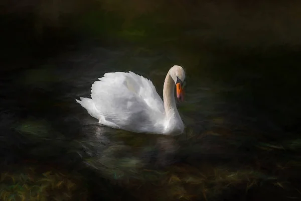Цифровая Картина Одинокого Белого Лебедя Плавающего Реке Латкилл Лейткилл Дейл — стоковое фото