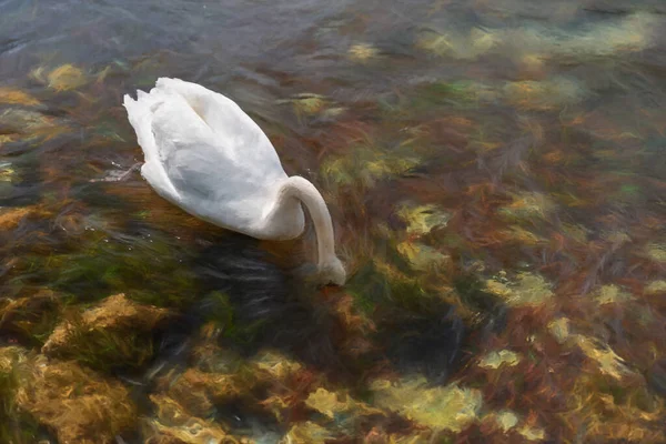 Cyfrowy Obraz Pojedynczego Białego Łabędzia Pływającego Rzece Lathkill Lathkill Dale — Zdjęcie stockowe