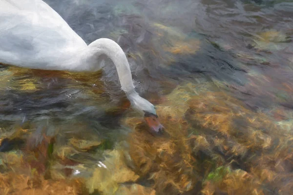 Ψηφιακή Ζωγραφική Ενός Μοναδικού Απομονωμένου Λευκού Swan Κολύμπι Στον Ποταμό — Φωτογραφία Αρχείου