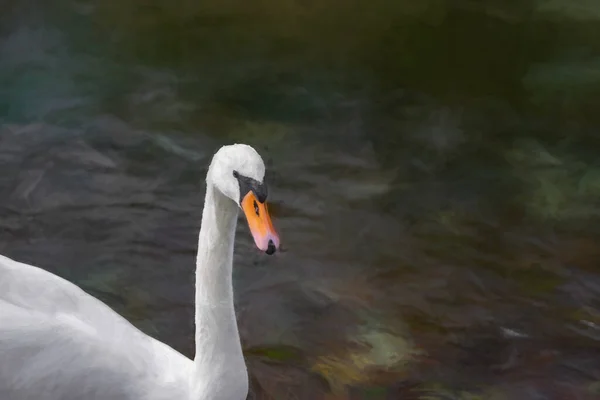 Digitaal Schilderij Van Een Enkele Geïsoleerde Witte Zwaan Die Zwemt — Stockfoto