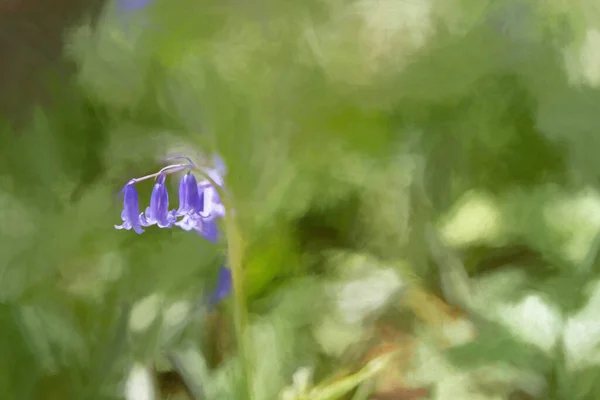 Digital Painting Brightly Colored Sunlit Purple Bluebell Flowers Natural Woodland — Stock Photo, Image