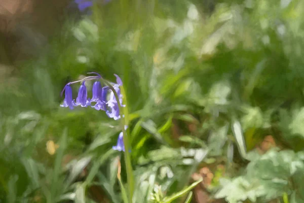 Digitális Festmény Élénk Színű Napsütötte Lila Bluebell Virágok Ellen Természetes — Stock Fotó