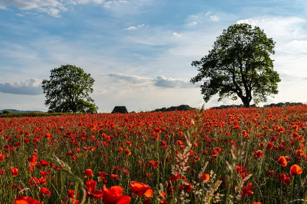 Amapolas Rojas Prado Atardecer Pico Parque Nacional Del Distrito Reino — Foto de Stock