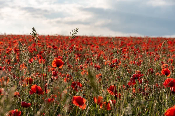 Amapolas Rojas Prado Atardecer Pico Parque Nacional Del Distrito Reino — Foto de Stock