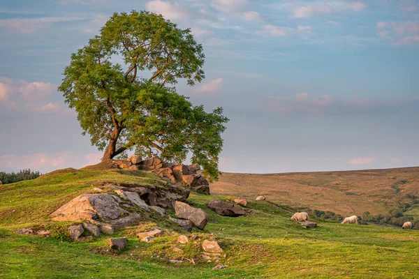 A lone tree at sunset near Ramshaw Rocks on The Roaches in the Peak District National Park, Staffordshire, UK