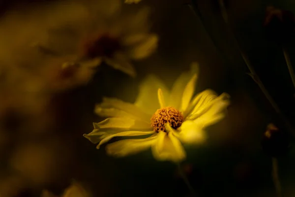 Brightly Colored Sunlit Yellow Margueritte Paris Daisy Dark Background Using — Stock Photo, Image