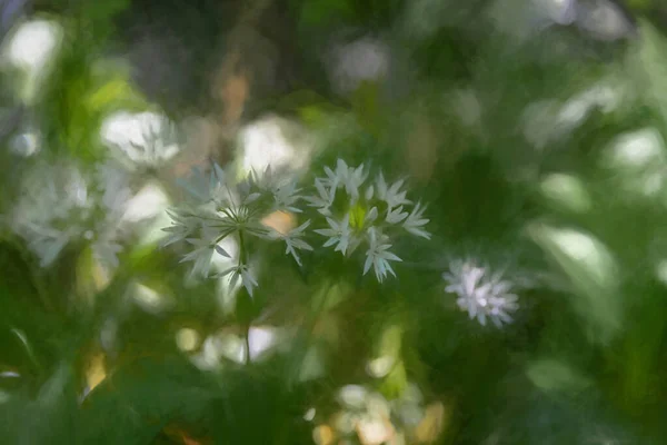 Digitale Malerei Von Allium Ursinum Sonnenbeschienenen Weißen Bärlauchblüten Vor Einem — Stockfoto