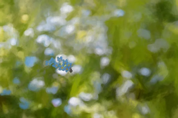 Digitale Malerei Von Hell Gefärbten Sonnenbeschienenen Blauen Vergissmeinnicht Blumen Vor — Stockfoto