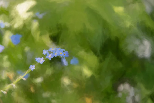Digitale Malerei Von Hell Gefärbten Sonnenbeschienenen Blauen Vergissmeinnicht Blumen Vor — Stockfoto