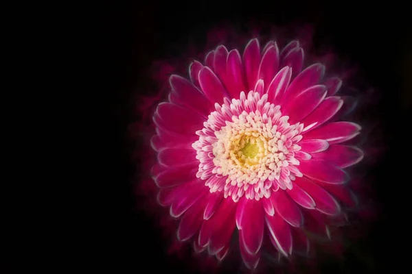Pintura Digital Una Margarita Rosa Iluminada Por Sol Colores Brillantes — Foto de Stock