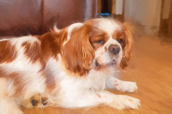 Pintura Digital Perfil Close Único Isolado Blenheim Cavalier King Charles — Fotografia de Stock