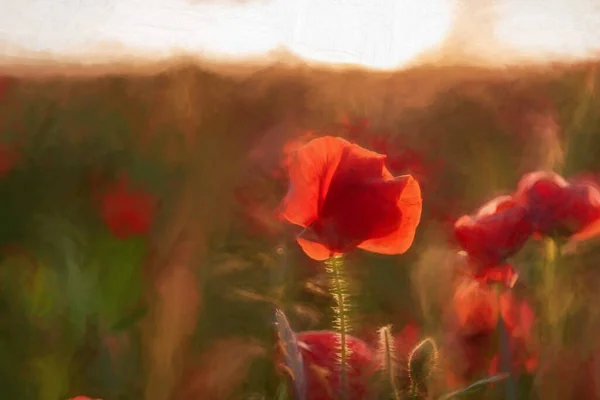 Digital Painting Red Poppies Meadow Sunset Peak District National Park — Stock Photo, Image