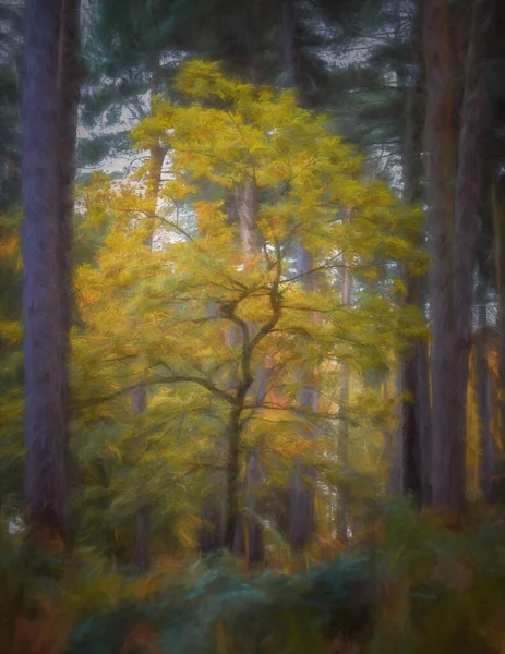 秋の間 スタッフォードシャー州のCannock ChaseのBirches Valleyで黄金の秋の木と葉の色のデジタル絵画 — ストック写真