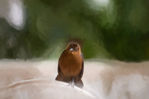 Digital Painting Angry Irritated Furious Looking Bird Staring Camera — Stock Photo, Image