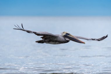 Vahşi Kahverengi Pelikan kuşu Meksika 'da Pasifik Okyanusu üzerinde uçuyor..